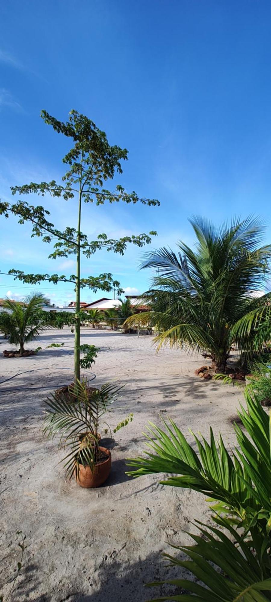 Pousada Sao Miguel Arcanjo ساو ميجيل دو غوستوسو المظهر الخارجي الصورة